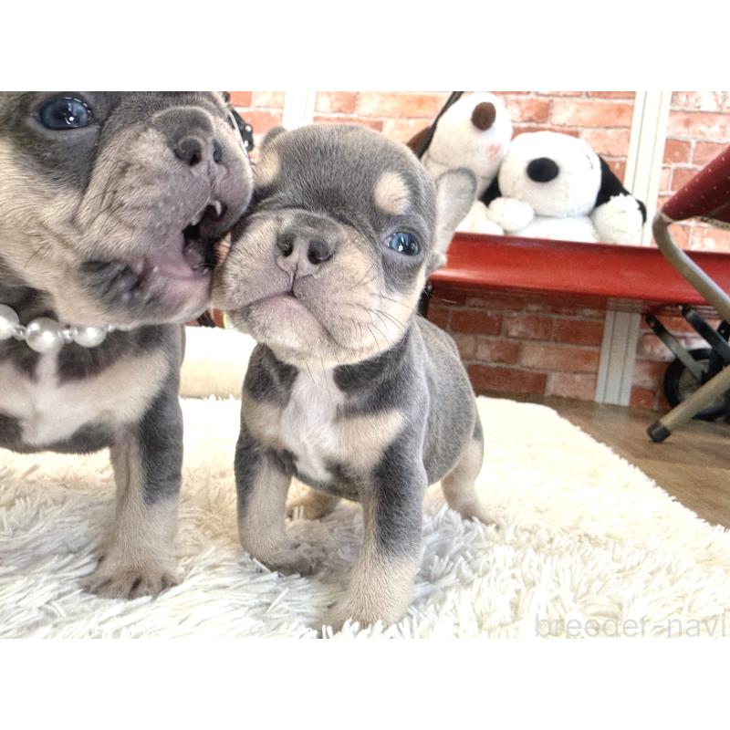 販売中の神奈川県のフレンチブルドッグ-436542の2枚目