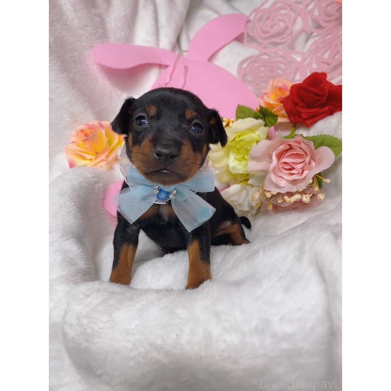 成約済の千葉県のトイマンチェスターテリア-435921の4枚目