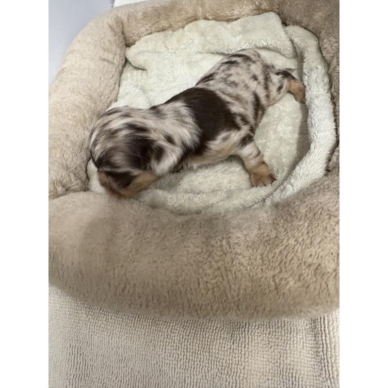 販売中の東京都のチワワ(ロングコート)-435836の16枚目