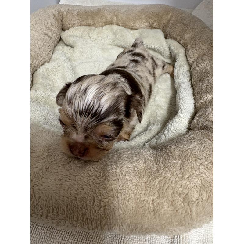 販売中の東京都のチワワ(ロングコート)-435836の15枚目