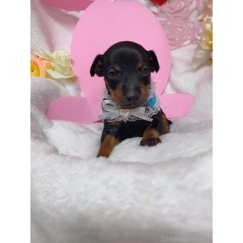 成約済の千葉県のトイマンチェスターテリア-435922の4枚目