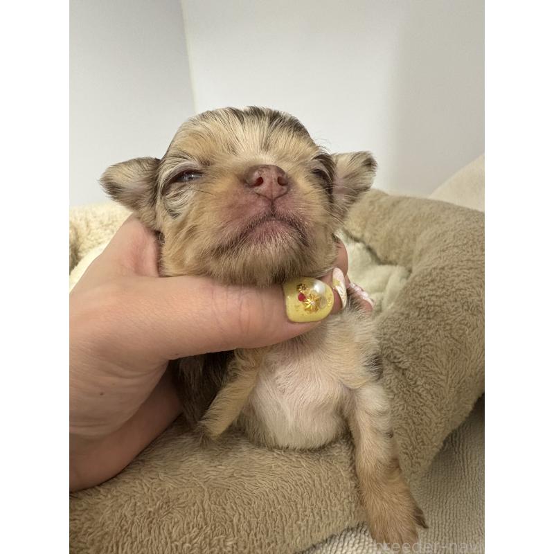 販売中の東京都のチワワ(ロングコート)-435836の12枚目