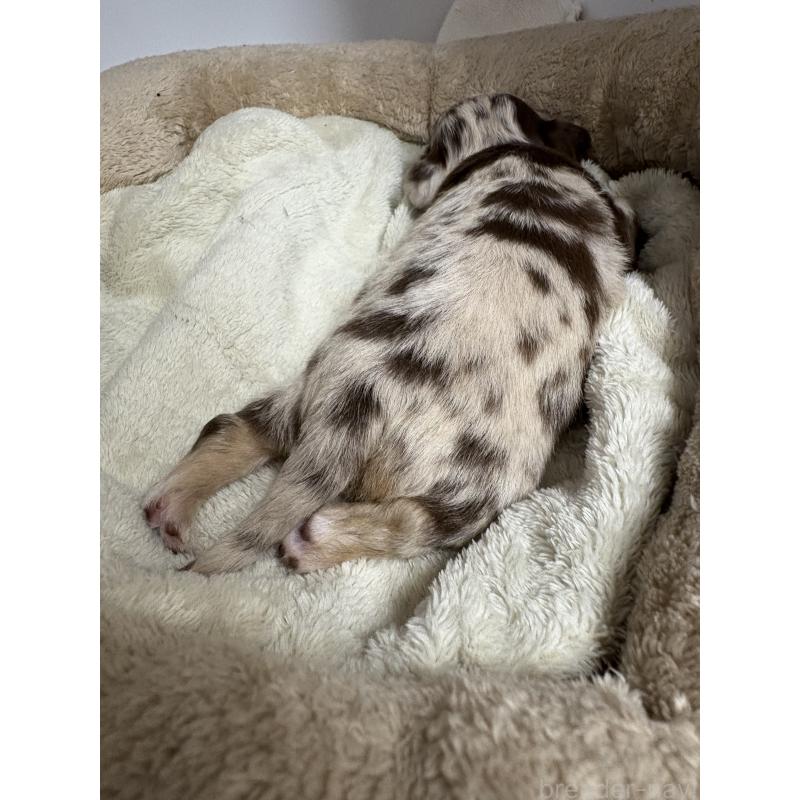 販売中の東京都のチワワ(ロングコート)-435836の11枚目