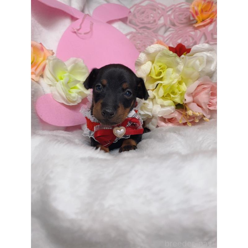 成約済の千葉県のトイマンチェスターテリア-435920の7枚目