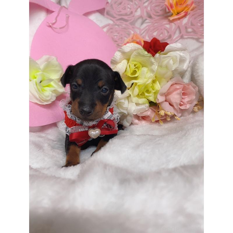 成約済の千葉県のトイマンチェスターテリア-435920の6枚目