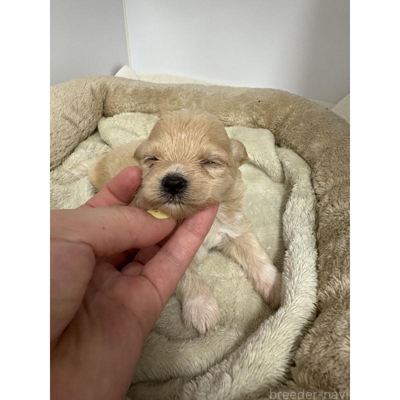 販売中の東京都のマルプー:マルチーズ×トイプードル-435840の12枚目