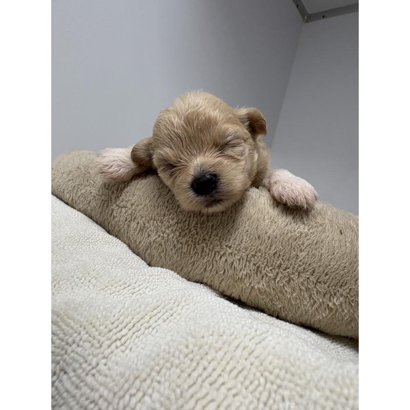 販売中の東京都のマルプー:マルチーズ×トイプードル-435840の11枚目