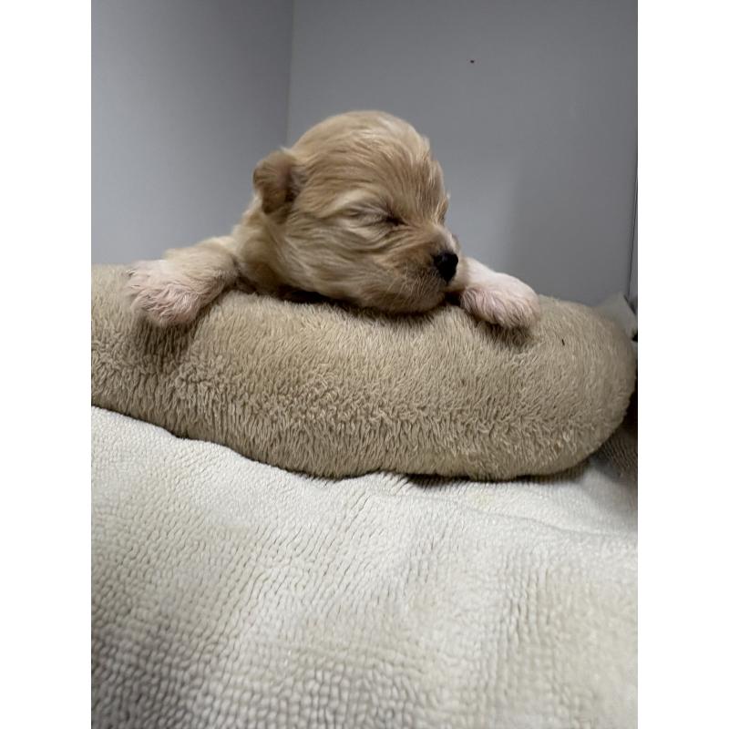 販売中の東京都のマルプー:マルチーズ×トイプードル-435840の10枚目