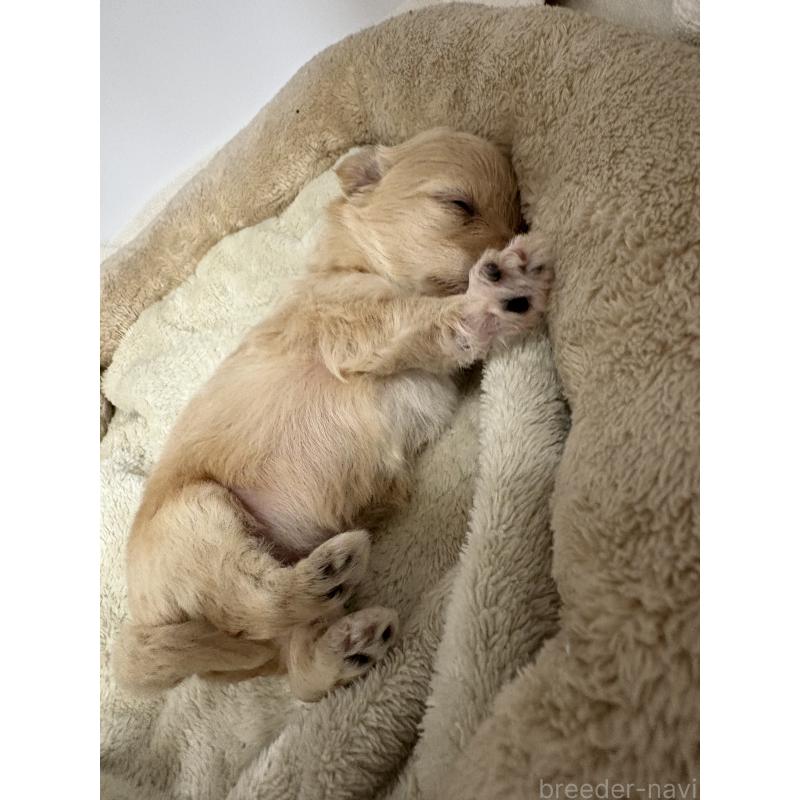 販売中の東京都のマルプー:マルチーズ×トイプードル-435840の9枚目