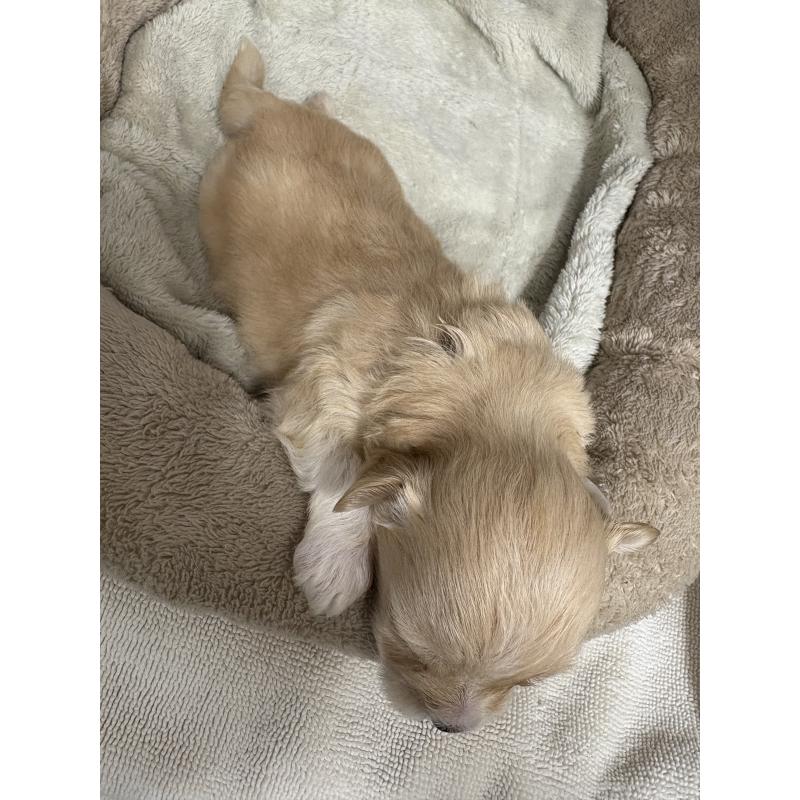 販売中の東京都のマルプー:マルチーズ×トイプードル-435871の12枚目