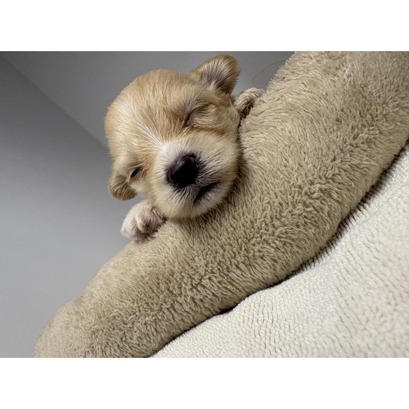 販売中の東京都のマルプー:マルチーズ×トイプードル-435871の11枚目