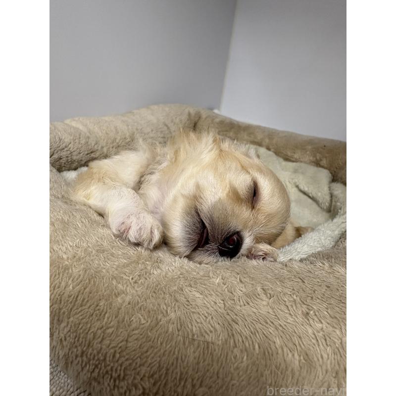 販売中の東京都のマルプー:マルチーズ×トイプードル-435871の10枚目