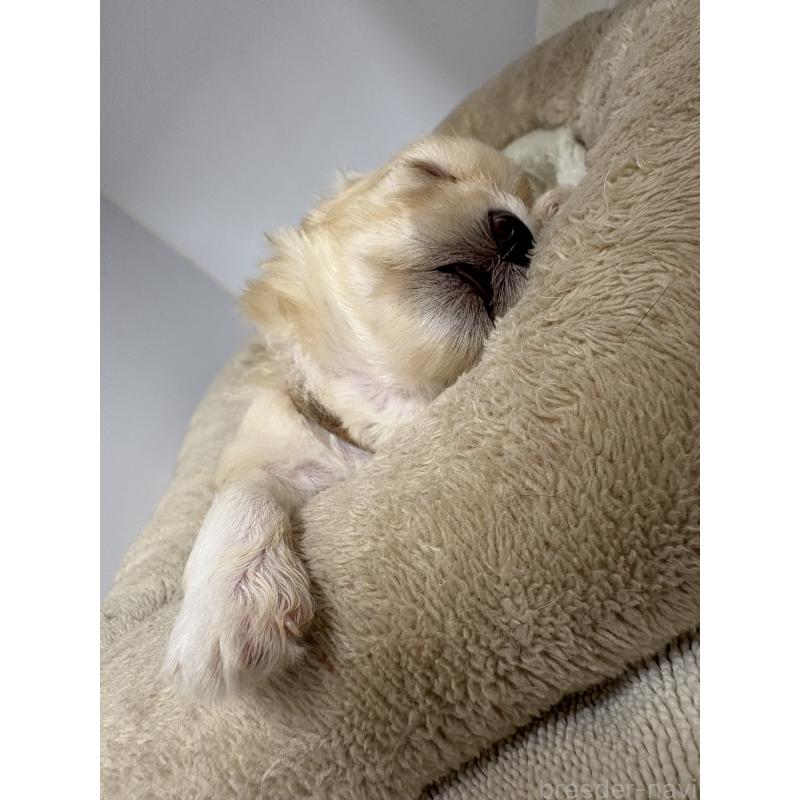 販売中の東京都のマルプー:マルチーズ×トイプードル-435871の9枚目