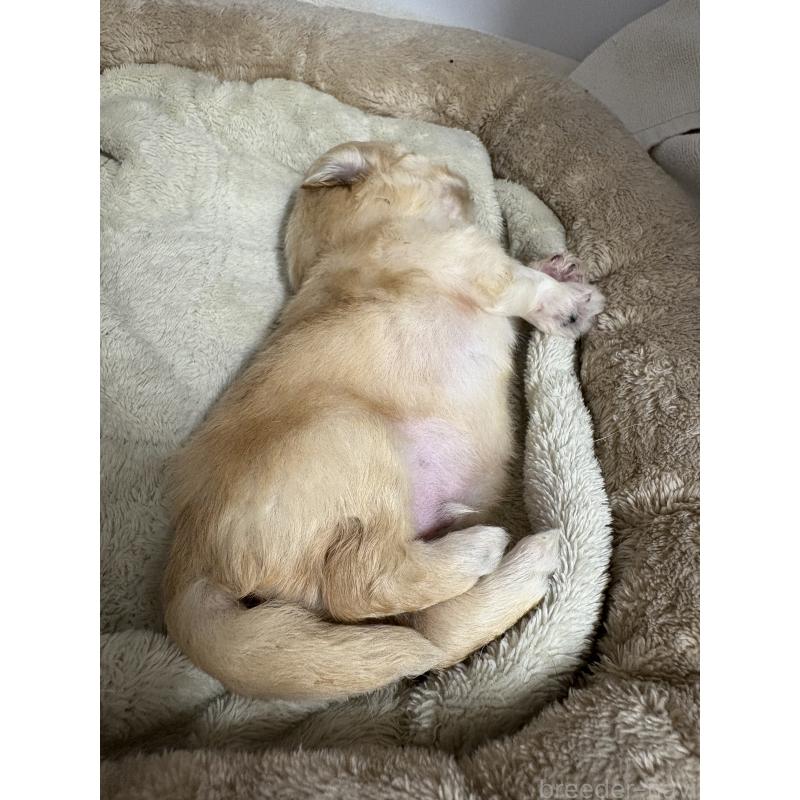 販売中の東京都のマルプー:マルチーズ×トイプードル-435871の8枚目