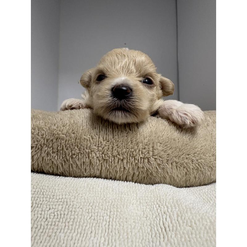 販売中の東京都のマルプー:マルチーズ×トイプードル-436546の5枚目