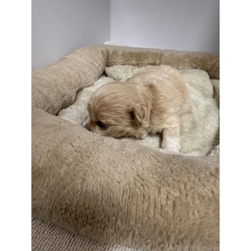 販売中の東京都のマルプー:マルチーズ×トイプードル-436546の3枚目