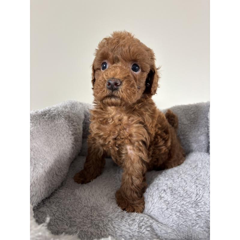 販売中の兵庫県のトイプードル-436547の10枚目