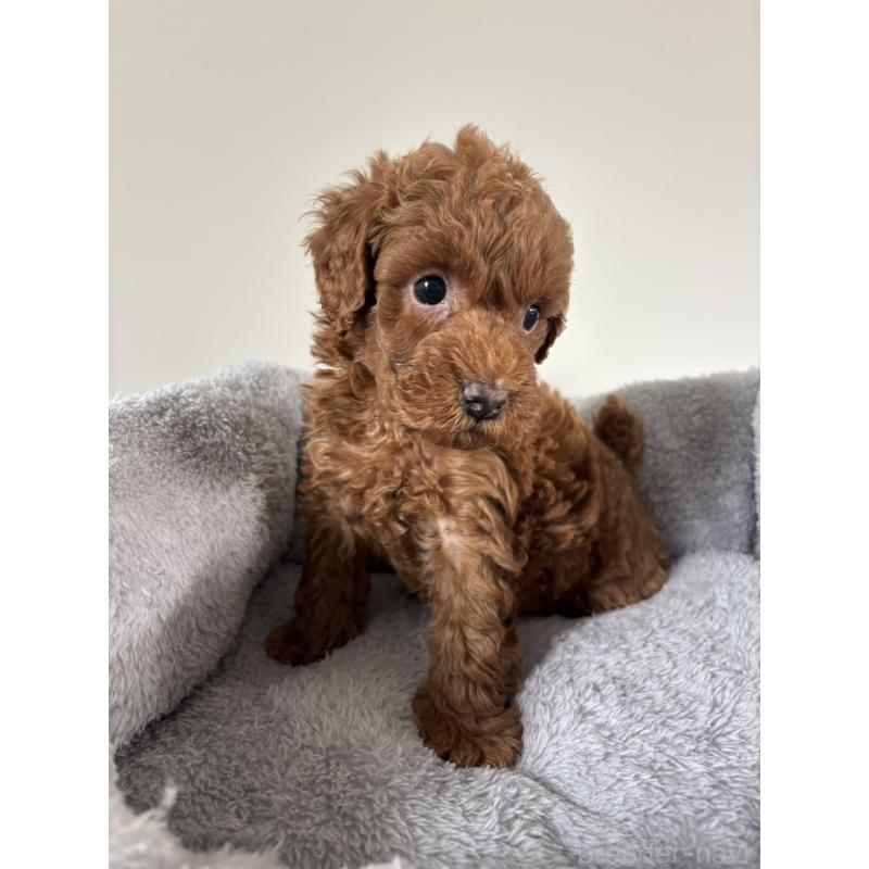 販売中の兵庫県のトイプードル-436547の9枚目