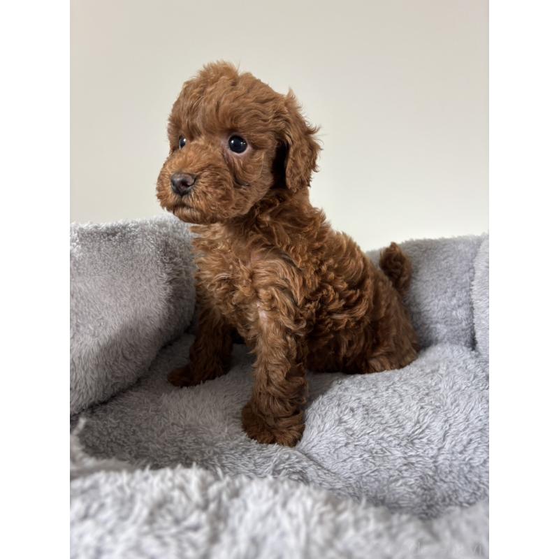 販売中の兵庫県のトイプードル-436547の8枚目