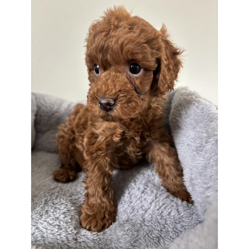 販売中の兵庫県のトイプードル-436547の4枚目