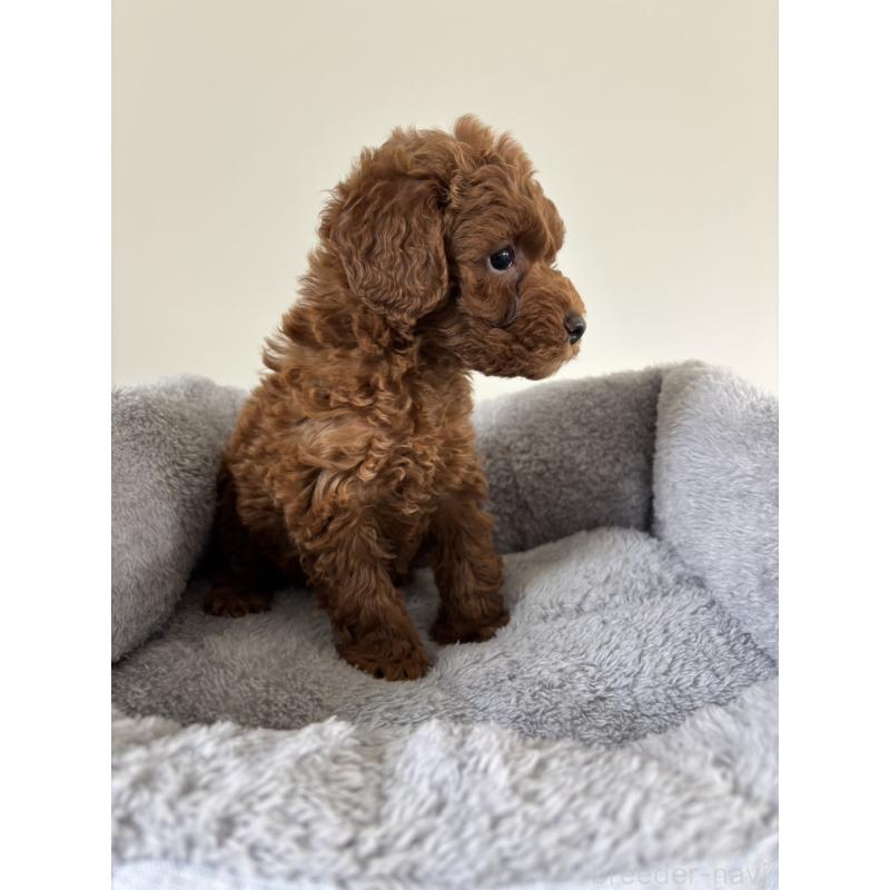 販売中の兵庫県のトイプードル-436547の3枚目