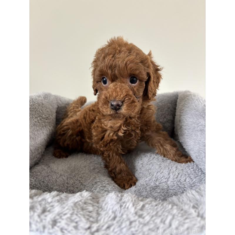 販売中の兵庫県のトイプードル-436547の2枚目