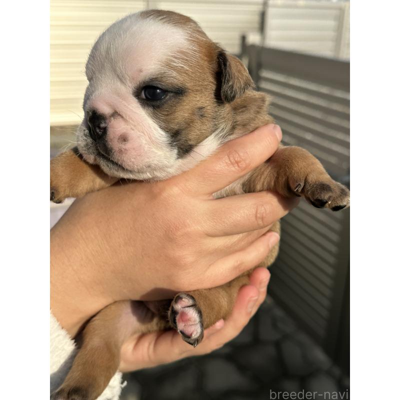 販売中の岡山県のブルドッグ-436554の23枚目