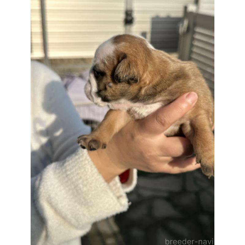 販売中の岡山県のブルドッグ-436554の21枚目