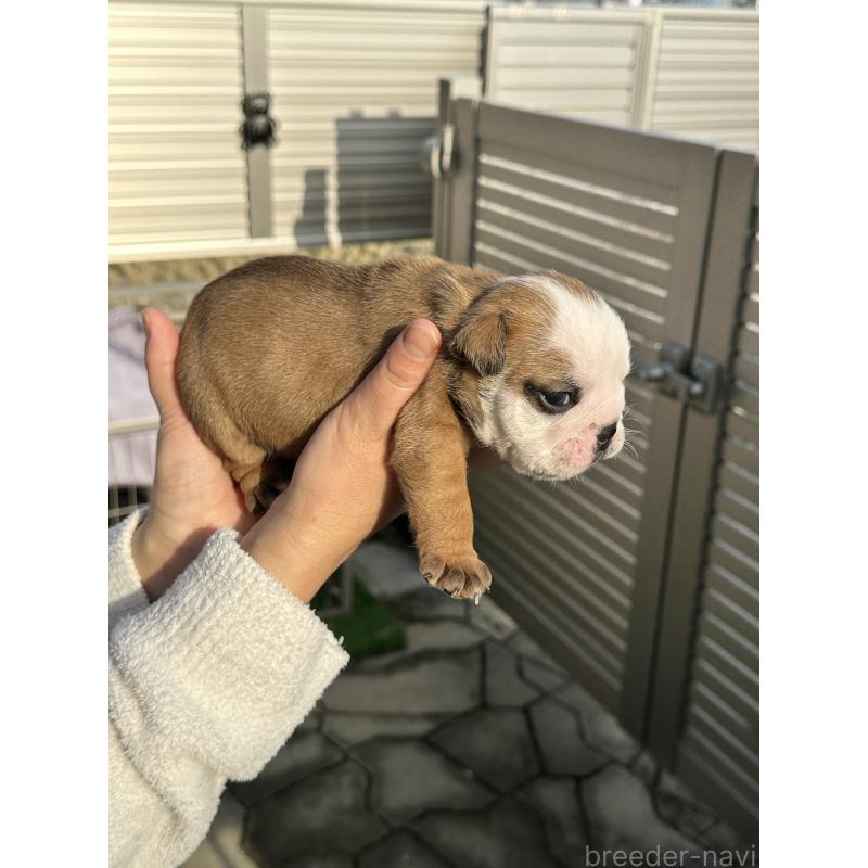 販売中の岡山県のブルドッグ-436554の20枚目