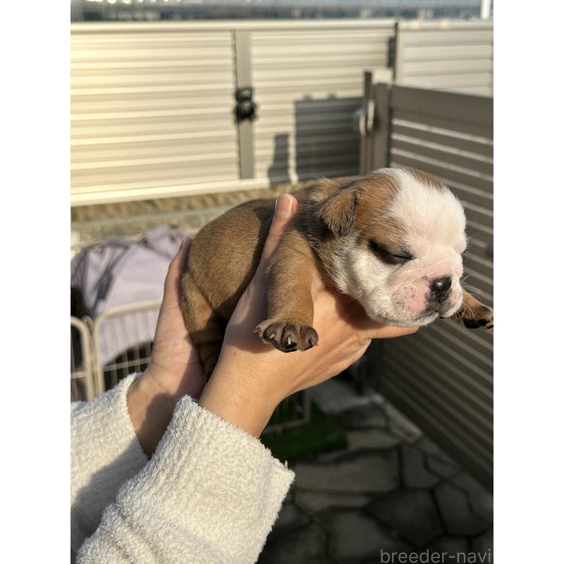 販売中の岡山県のブルドッグ-436554の19枚目