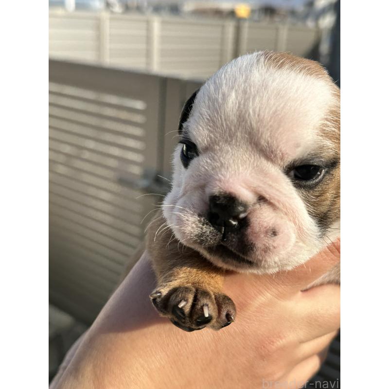 販売中の岡山県のブルドッグ-436554の17枚目