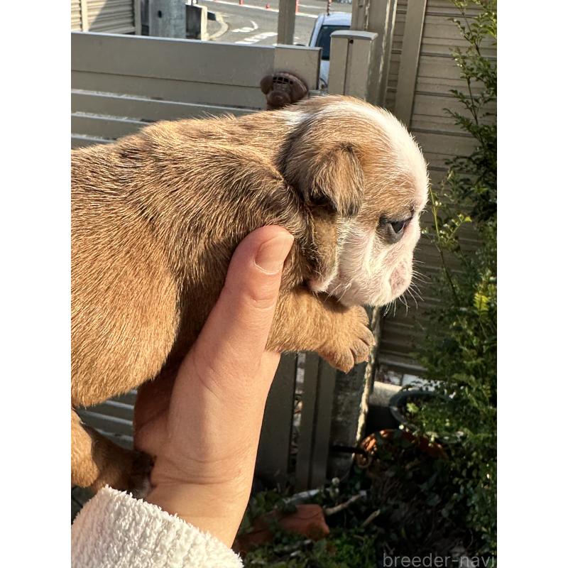 販売中の岡山県のブルドッグ-436554の14枚目