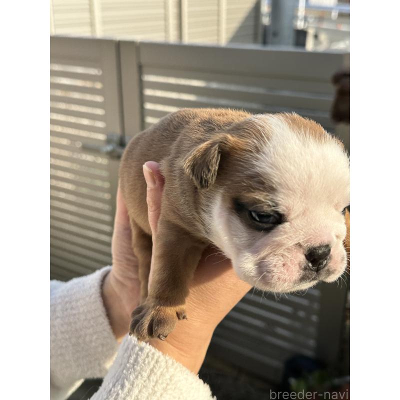 販売中の岡山県のブルドッグ-436554の13枚目