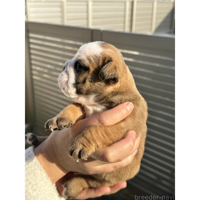 販売中の岡山県のブルドッグ-436554の12枚目