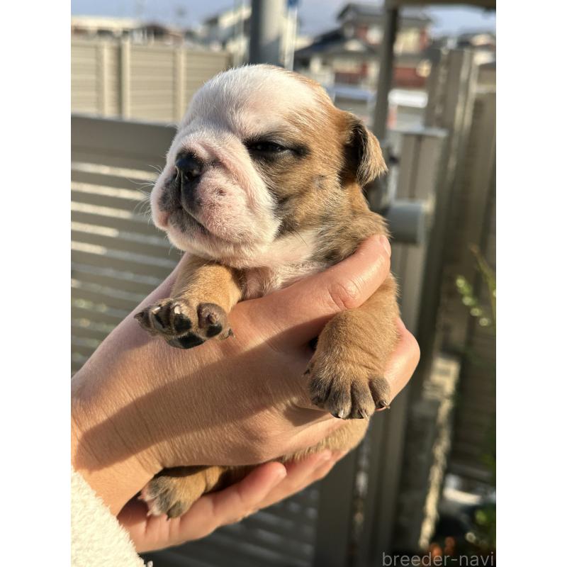 販売中の岡山県のブルドッグ-436554の11枚目