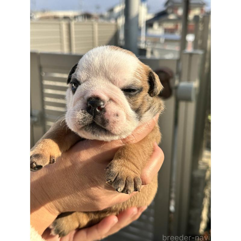 販売中の岡山県のブルドッグ-436554の10枚目