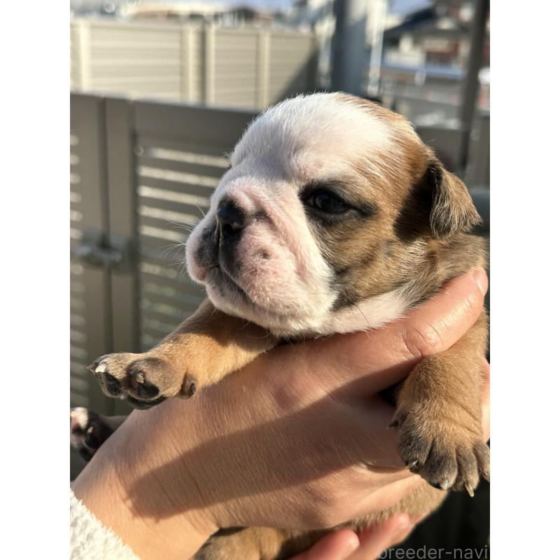 販売中の岡山県のブルドッグ-436554の9枚目