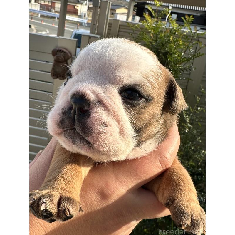 販売中の岡山県のブルドッグ-436554の8枚目