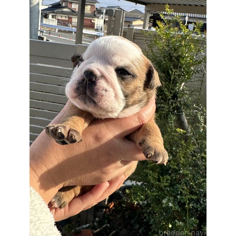 販売中の岡山県のブルドッグ-436554の7枚目