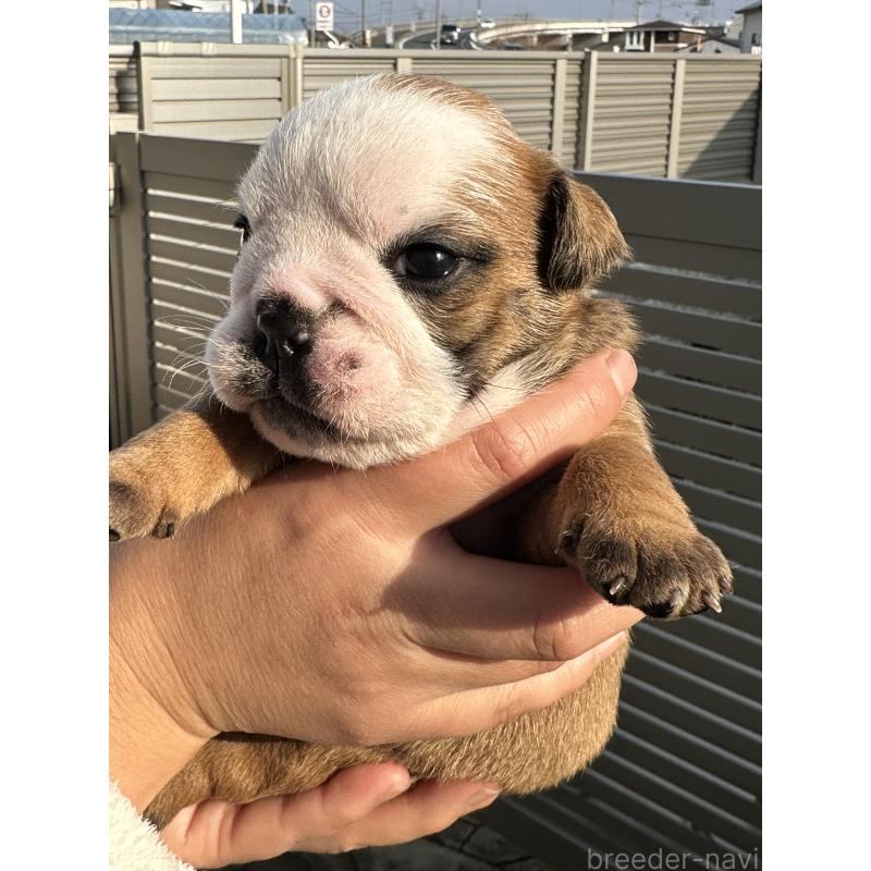 販売中の岡山県のブルドッグ-436554の6枚目