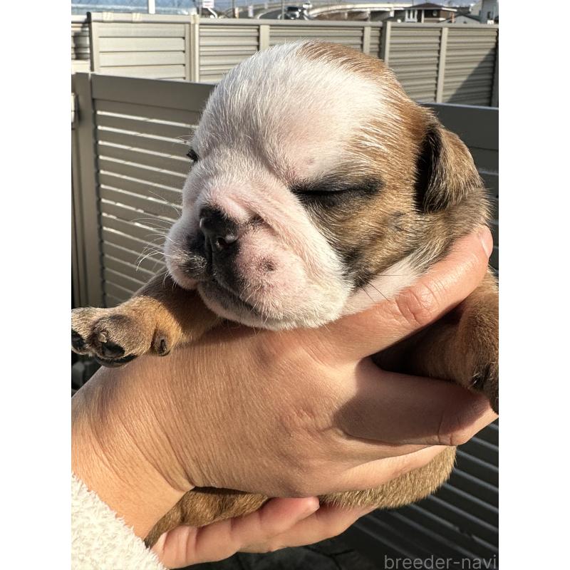 販売中の岡山県のブルドッグ-436554の5枚目