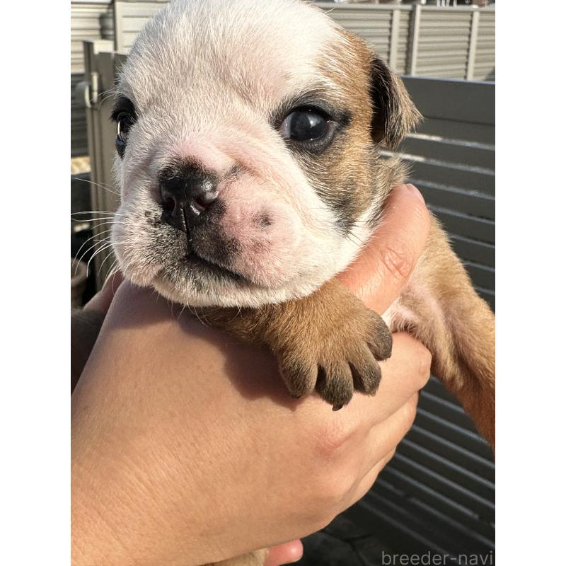 販売中の岡山県のブルドッグ-436554の3枚目