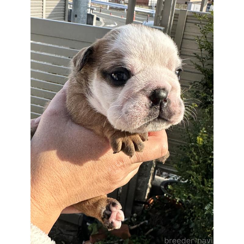 販売中の岡山県のブルドッグ-436554の2枚目