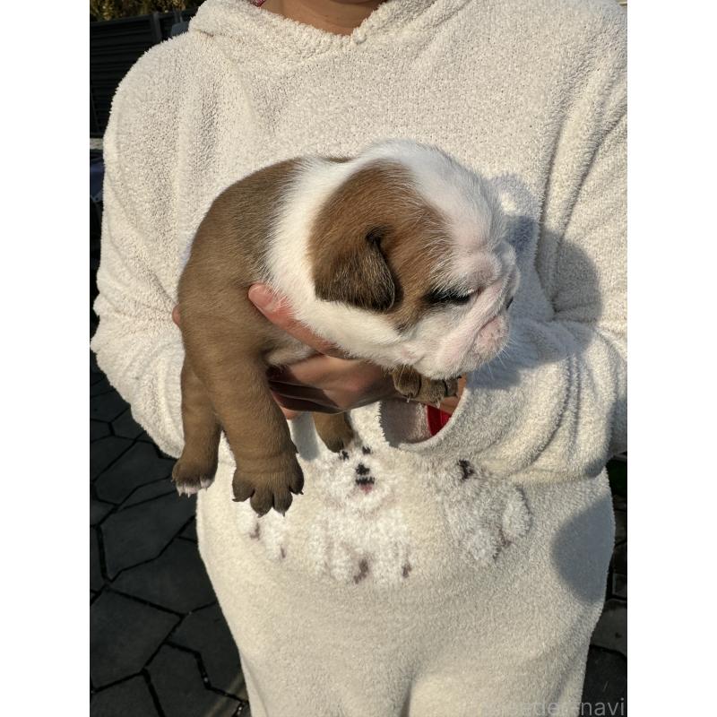 販売中の岡山県のブルドッグ-436555の20枚目