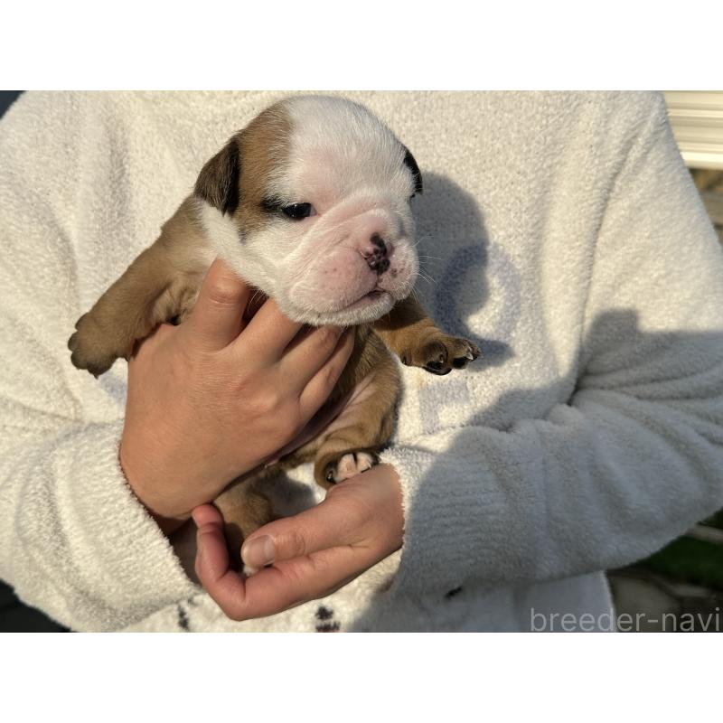 販売中の岡山県のブルドッグ-436555の19枚目