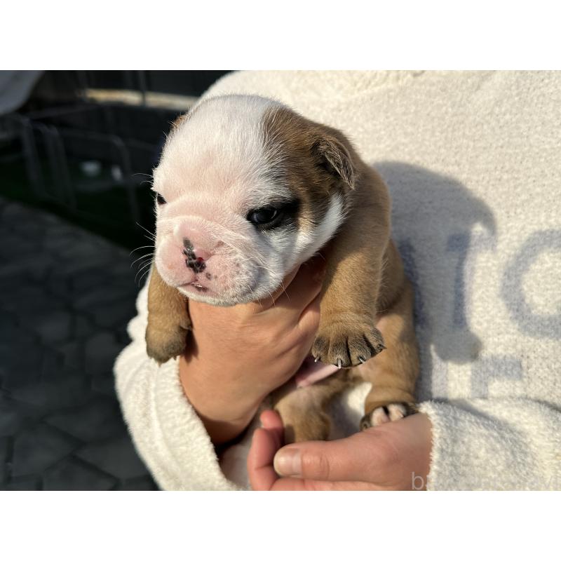 販売中の岡山県のブルドッグ-436555の18枚目