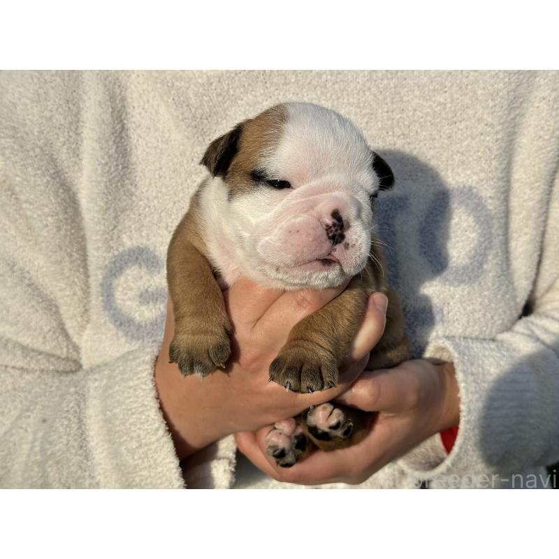 販売中の岡山県のブルドッグ-436555の17枚目