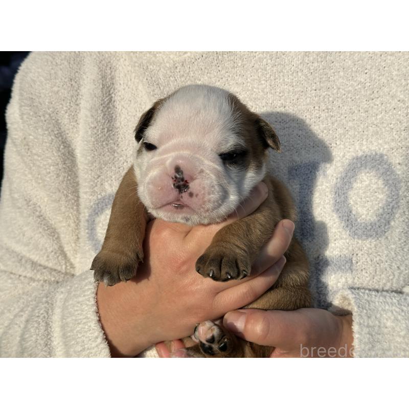 販売中の岡山県のブルドッグ-436555の16枚目