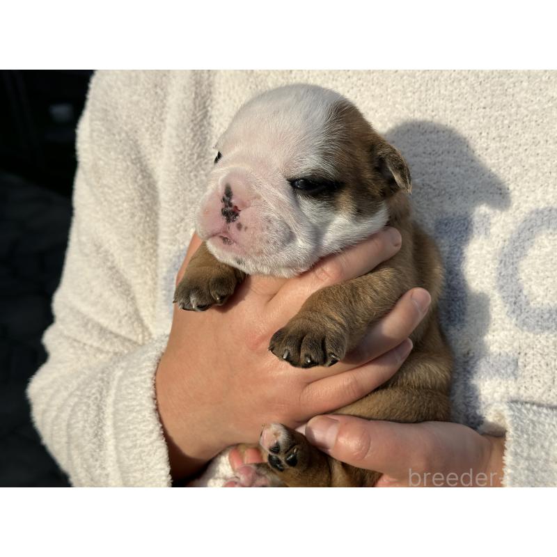 販売中の岡山県のブルドッグ-436555の15枚目