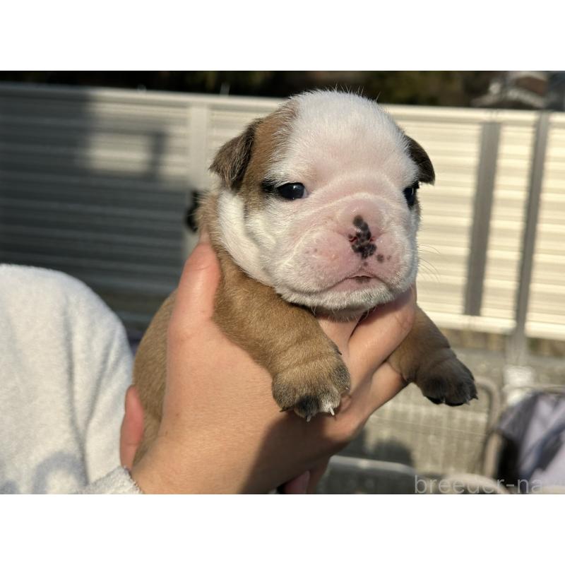 販売中の岡山県のブルドッグ-436555の13枚目